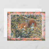 Niedliches Eichhörnchen in Bäume mit Grenz-DIY-Pos Postkarte (Vorne/Hinten)