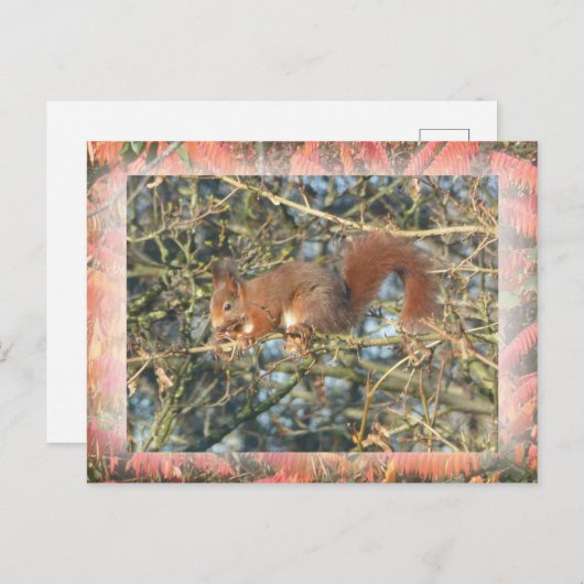 Niedliches Eichhörnchen in Bäume mit Grenz-DIY-Pos Postkarte (Vorne/Hinten)