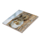 Niedliches Eichhörnchen in der Winterlandschaft Fliese (Seite)