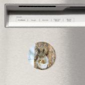 Niedliches Eichhörnchen in der Winterlandschaft Magnet (In Situ (Geschirrspüler))