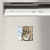 Niedliches Eichhörnchen in der Winterlandschaft Magnet (In Situ (Geschirrspüler))