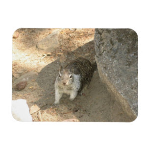 Niedliches Eichhörnchen in Yosemite, CA Magnet