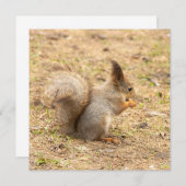 Niedliches Eichhörnchen isst ein Nussbaum-Foto (Vorne/Hinten)