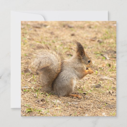 Niedliches Eichhörnchen isst ein Nussbaum-Foto (Vorderseite)