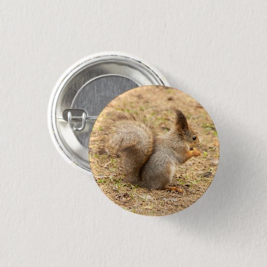 Niedliches Eichhörnchen isst ein Nussbaum-Foto Button (Vorne & Hinten)