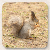 Niedliches Eichhörnchen isst ein Nussbaum-Foto Getränkeuntersetzer (Vorderseite)