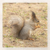 Niedliches Eichhörnchen isst ein Nussbaum-Foto Glasuntersetzer (Vorderseite)