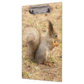 Niedliches Eichhörnchen isst ein Nussbaum-Foto Klemmbrett (Links)