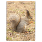 Niedliches Eichhörnchen isst ein Nussbaum-Foto Klemmbrett (Rückseite)