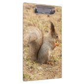 Niedliches Eichhörnchen isst ein Nussbaum-Foto Klemmbrett (Rechts)