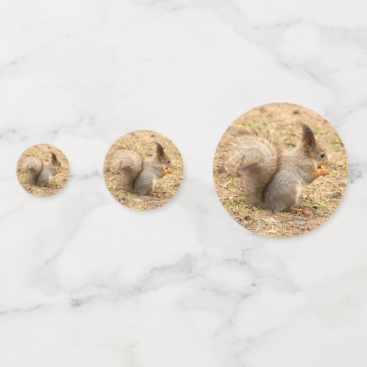 Niedliches Eichhörnchen isst ein Nussbaum-Foto Konfetti (Vorderseiten)