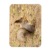 Niedliches Eichhörnchen isst ein Nussbaum-Foto Magnet (Vertikal)