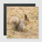 Niedliches Eichhörnchen isst ein Nussbaum-Foto Magnetkarte (Vorne/Hinten)