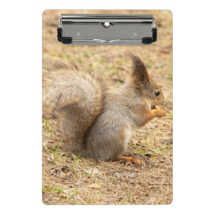 Niedliches Eichhörnchen isst ein Nussbaum-Foto Mini Klemmbrett