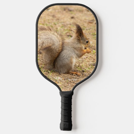 Niedliches Eichhörnchen isst ein Nussbaum-Foto Pickleball Schläger (Rückseite)