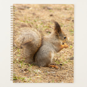 Niedliches Eichhörnchen isst ein Nussbaum-Foto Planer