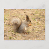 Niedliches Eichhörnchen isst ein Nussbaum-Foto Postkarte (Vorderseite)