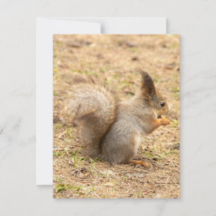 Niedliches Eichhörnchen isst ein Nussbaum-Foto RSVP Karte