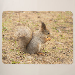 Niedliches Eichhörnchen isst ein Nussbaum-Foto Sherpadecke