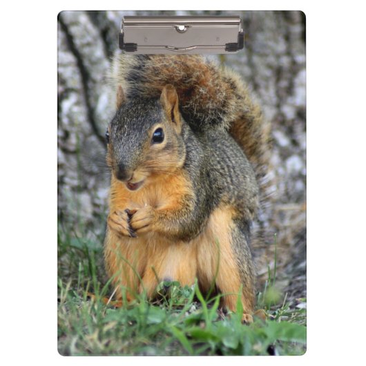 Niedliches Eichhörnchen-Klemmbrett Klemmbrett (Vorderseite)