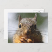 Niedliches Eichhörnchen Lächeln Macro-Foto Postkarte (Vorne/Hinten)