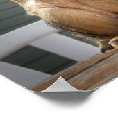 Niedliches Eichhörnchen mit Nut 3 Poster (Ecke)