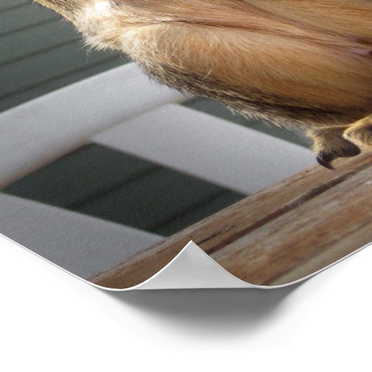 Niedliches Eichhörnchen mit Nut 3 Poster (Ecke)