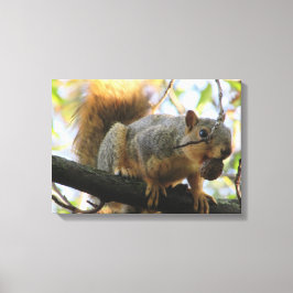 Niedliches Eichhörnchen mit Nut Fotografy Leinwand