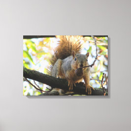 Niedliches Eichhörnchen mit Nut Fotografy Leinwand