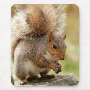 Niedliches Eichhörnchen Mousepad
