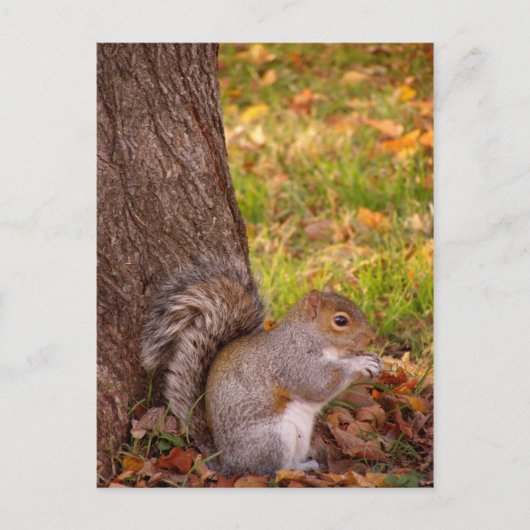 Niedliches Eichhörnchen Nah Postkarte (Vorderseite)