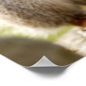 Niedliches Eichhörnchen Poster (Ecke)