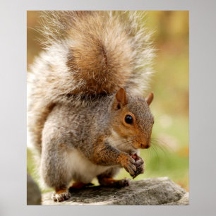 Niedliches Eichhörnchen Poster
