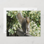 Niedliches Eichhörnchen Postkarte (Vorne/Hinten)