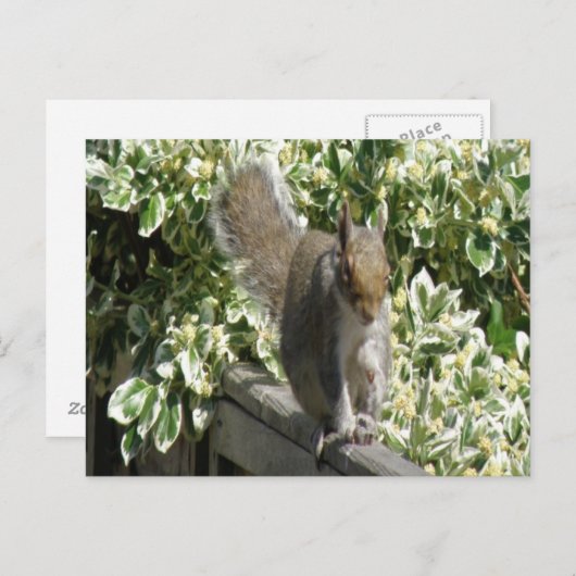 Niedliches Eichhörnchen Postkarte (Vorne/Hinten)