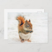 Niedliches Eichhörnchen Postkarte (Vorne/Hinten)