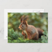 Niedliches Eichhörnchen Postkarte (Vorne/Hinten)