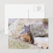 Niedliches Eichhörnchen Postkarte (Vorne/Hinten)