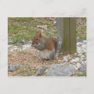 Niedliches Eichhörnchen Postkarte