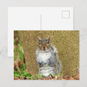 Niedliches Eichhörnchen Postkarte (Vorne/Hinten)