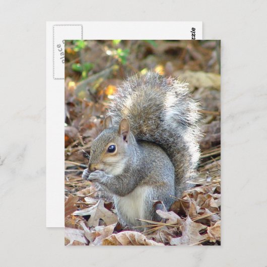 Niedliches Eichhörnchen Postkarte (Vorne/Hinten)