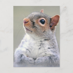 Niedliches Eichhörnchen Postkarte