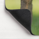 Niedliches Eichhörnchen Riecht Leuchter Blume Mousepad (Ecke)