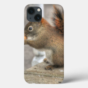 Niedliches Eichhörnchen und Peanut Wildlife Foto Case-Mate iPhone Hülle