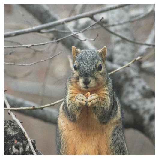 Niedliches Eichhörnchen und seine Nuss Stoff (Muster)