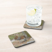 Niedliches Eichhörnchen Untersetzer Set. (Rechte Seite)