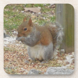 Niedliches Eichhörnchen Untersetzer Set.