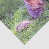 Niedliches Eichhörnchen Wildlife Foto Seidenpapier (Ausschnitt)