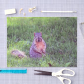 Niedliches Eichhörnchen Wildlife Foto Seidenpapier (Handwerk)