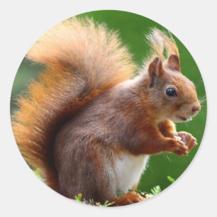Niedliches Eichhörnchenbild Runder Aufkleber